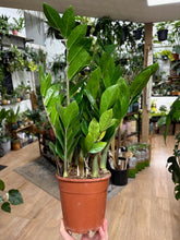 Kép betöltése a galériamegjelenítőbe: Zamioculcas zamiifolia - Agglegénypálma - Tropical Home
