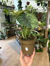 Kép betöltése a galériamegjelenítőbe: Alocasia "Dragon scale mint" 11cm - 1.