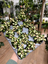 Kép betöltése a galériamegjelenítőbe: Hoya lacunosa "Bruno tricolor" 6cm