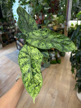Kép betöltése a galériamegjelenítőbe: Alocasia "Dragon scale mint" 11cm - 3.