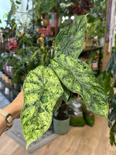 Kép betöltése a galériamegjelenítőbe: Alocasia "Dragon scale mint" 11cm - 3.
