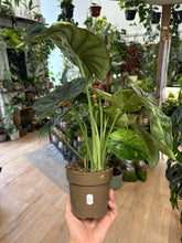 Kép betöltése a galériamegjelenítőbe: Alocasia "Dragon scale mint" 11cm - 4.