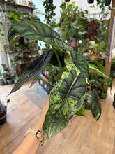 Kép betöltése a galériamegjelenítőbe: Alocasia "Dragon scale mint" 11cm - 4.