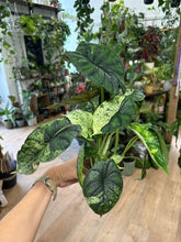 Kép betöltése a galériamegjelenítőbe: Alocasia "Dragon scale mint" 11cm - 4.