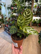 Kép betöltése a galériamegjelenítőbe: Calathea makoyana - Pávás zebralevél - Peacock plant - Tropical Home