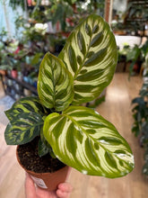 Kép betöltése a galériamegjelenítőbe: Calathea makoyana - Pávás zebralevél - Peacock plant - Tropical Home