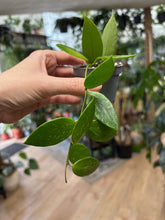 Kép betöltése a galériamegjelenítőbe: Hoya gracilis 6cm - Viaszvirág - Wax Flower - Tropical Home