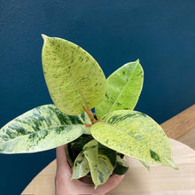 Kép betöltése a galériamegjelenítőbe: Ficus elastica "Shivereana" - Tropical Home