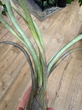 Kép betöltése a galériamegjelenítőbe: Tillandsia pseudobaileyi - Air plant - Tropical Home