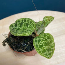 Kép betöltése a galériamegjelenítőbe: Macodes petola - Ékszerorchidea - Tropical Home
