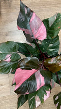 Kép betöltése a galériamegjelenítőbe: Philodendron "Pink princess" - Tropical Home