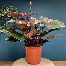 Kép betöltése a galériamegjelenítőbe: Philodendron "Pink princess" - Tropical Home