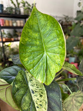 Kép betöltése a galériamegjelenítőbe: Alocasia "Dragon scale mint" 11cm - 5.