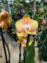 Kép betöltése a galériamegjelenítőbe: Phalaenopsis "Las Vegas" - 3 virágszáras - Tropical Home