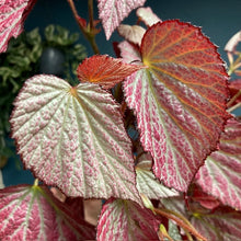 Kép betöltése a galériamegjelenítőbe: Begonia "Two face" - Tropical Home