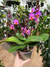 Kép betöltése a galériamegjelenítőbe: Phalaenopsis "Table mistery" - Tropical Home