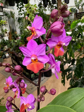 Kép betöltése a galériamegjelenítőbe: Phalaenopsis "Table mistery" - Tropical Home