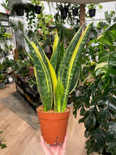 Kép betöltése a galériamegjelenítőbe: Sansevieria trif. "Golden flame" - Anyósnyelv - Tropical Home