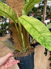 Kép betöltése a galériamegjelenítőbe: Rhaphidophora megasperma "Gorilan" variegata - Tropical Home