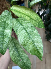 Kép betöltése a galériamegjelenítőbe: Rhaphidophora megasperma "Gorilan" variegata - Tropical Home