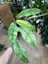 Kép betöltése a galériamegjelenítőbe: Rhaphidophora megasperma "Gorilan" variegata - Tropical Home