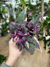 Kép betöltése a galériamegjelenítőbe: Gynura aurantiaca "Purple passion" variegata - Bíbor bársonylevél - Tropical Home