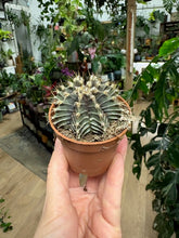 Kép betöltése a galériamegjelenítőbe: Gymnocalycium friedrichii - Tropical Home