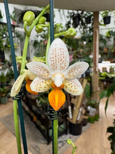 Kép betöltése a galériamegjelenítőbe: Phalaenopsis Mini Mark - Tropical Home
