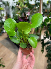 Kép betöltése a galériamegjelenítőbe: Pilea peperomioides mini - Pénzlevelű pilea - Chinese Money Plant - Tropical Home