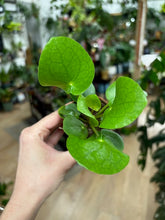 Kép betöltése a galériamegjelenítőbe: Pilea peperomioides mini - Pénzlevelű pilea - Chinese Money Plant - Tropical Home