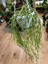 Kép betöltése a galériamegjelenítőbe: Hoya linearis - Tropical Home