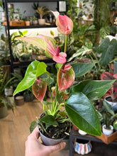 Kép betöltése a galériamegjelenítőbe: Anthurium andreanum "Matata"