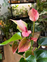 Kép betöltése a galériamegjelenítőbe: Anthurium andreanum "Matata"