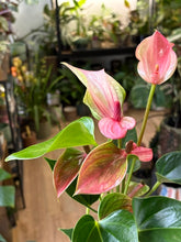 Kép betöltése a galériamegjelenítőbe: Anthurium andreanum "Matata"