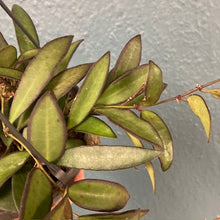 Kép betöltése a galériamegjelenítőbe: Hoya rosita - Viaszvirág - akasztós cserépben - Tropical Home