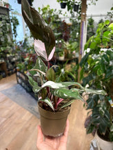 Kép betöltése a galériamegjelenítőbe: Philodendron "Red Anderson" variegata 11cm