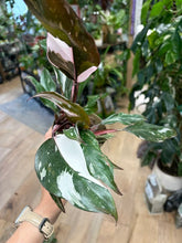 Kép betöltése a galériamegjelenítőbe: Philodendron "Red Anderson" variegata 11cm