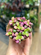 Kép betöltése a galériamegjelenítőbe: Anacampseros rufescens - Sunrise succulent