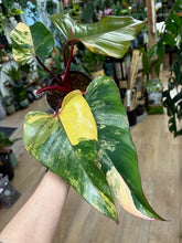 Kép betöltése a galériamegjelenítőbe: Philodendron "Strawberry Shake" 1. - Tropical Home