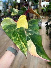 Kép betöltése a galériamegjelenítőbe: Philodendron "Strawberry Shake" 1. - Tropical Home