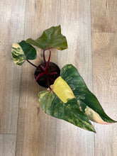Kép betöltése a galériamegjelenítőbe: Philodendron "Strawberry Shake" 1. - Tropical Home