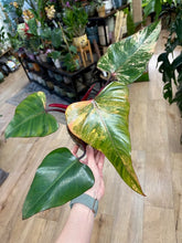 Kép betöltése a galériamegjelenítőbe: Philodendron "Strawberry Shake" 2. - Tropical Home