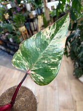 Kép betöltése a galériamegjelenítőbe: Philodendron "Strawberry Shake" 2. - Tropical Home