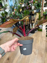 Kép betöltése a galériamegjelenítőbe: Philodendron "Strawberry Shake" 2. - Tropical Home