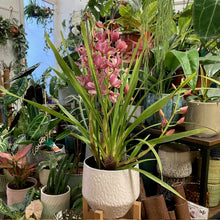 Kép betöltése a galériamegjelenítőbe: Cymbidium - Csónakorchidea - Több színben - Tropical Home