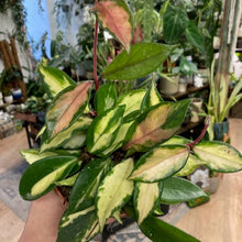 Kép betöltése a galériamegjelenítőbe: Hoya carnosa "Krimson Princess" - Húsos viaszvirág - Tropical Home