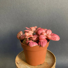 Kép betöltése a galériamegjelenítőbe: Fittonia "Pink special" - Hálóslevél - Nerve plant - Tropical Home