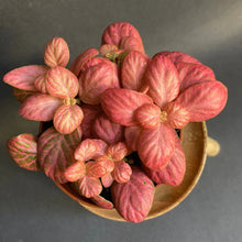 Kép betöltése a galériamegjelenítőbe: Fittonia "Pink special" - Hálóslevél - Nerve plant - Tropical Home
