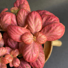 Kép betöltése a galériamegjelenítőbe: Fittonia "Pink special" - Hálóslevél - Nerve plant - Tropical Home