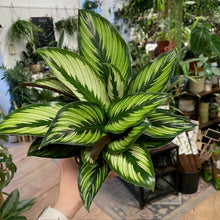 Kép betöltése a galériamegjelenítőbe: Calathea ornata "Beauty star"- Zebralevél - Tropical Home